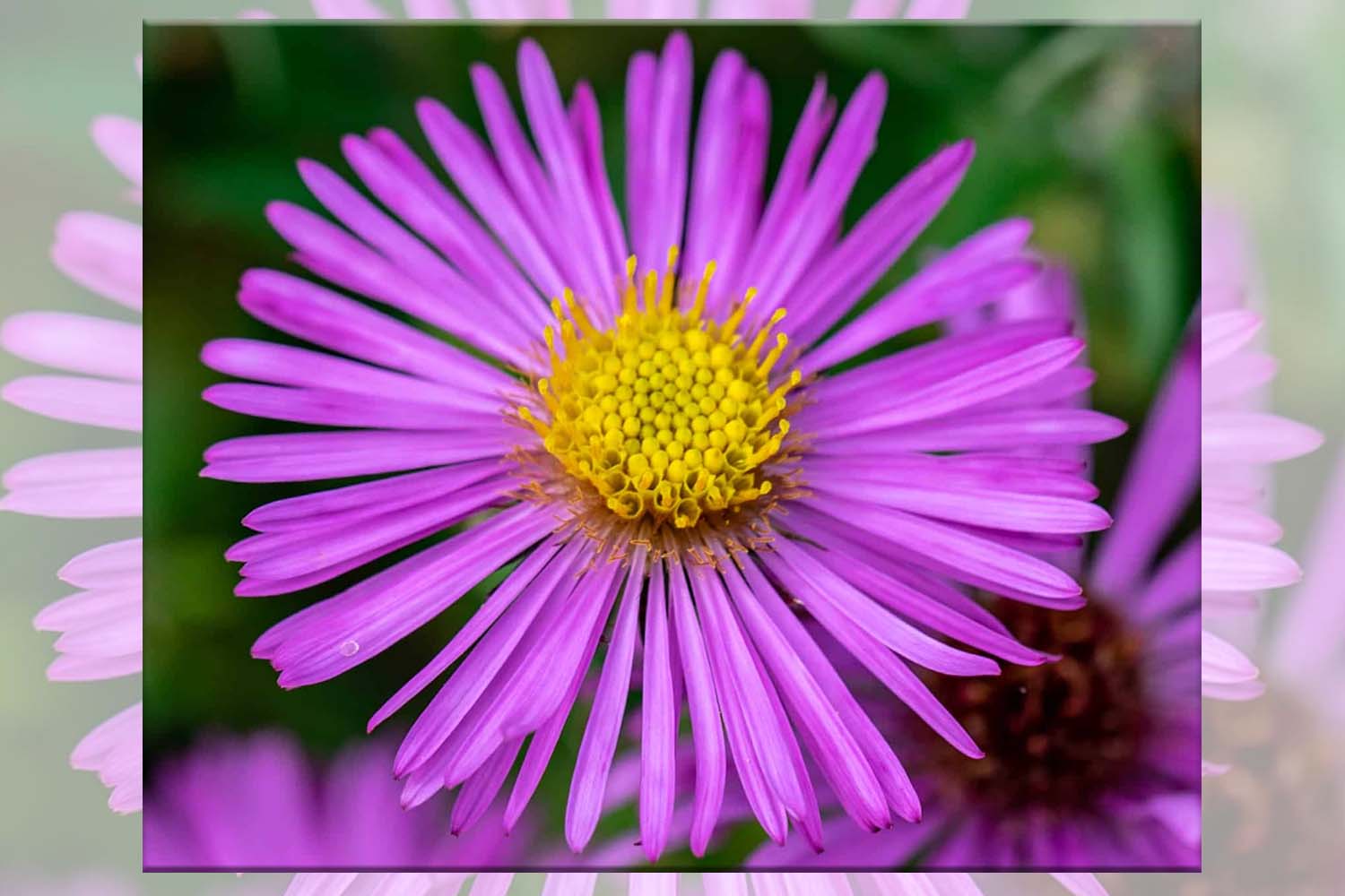 Aster novae- angliae - New England Aster Long Island Native Planting Suffolk Hydroseeding.com  